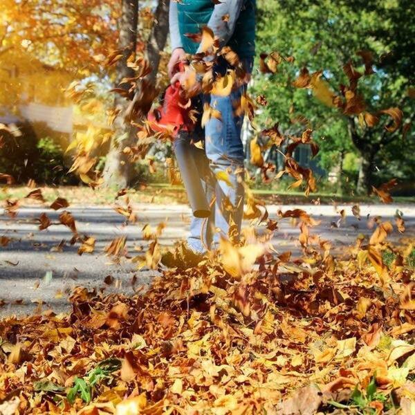 Herbstlaub