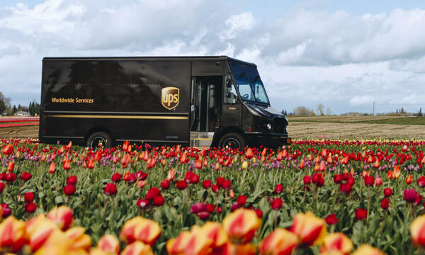UPS delivery van driving down a road surrounded on both sides by a red and orange tulip field on a sunny day.