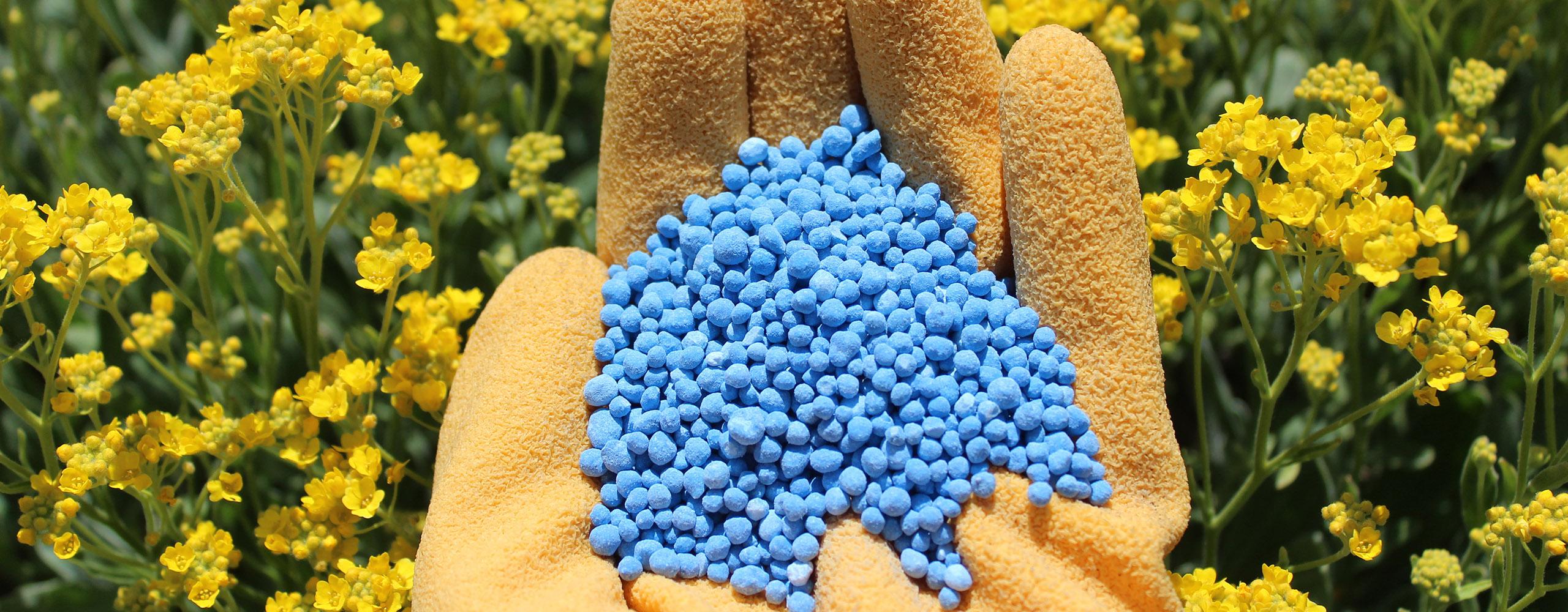 Rasen düngen mit Blaukorn Vor und Nachteile im Überblick