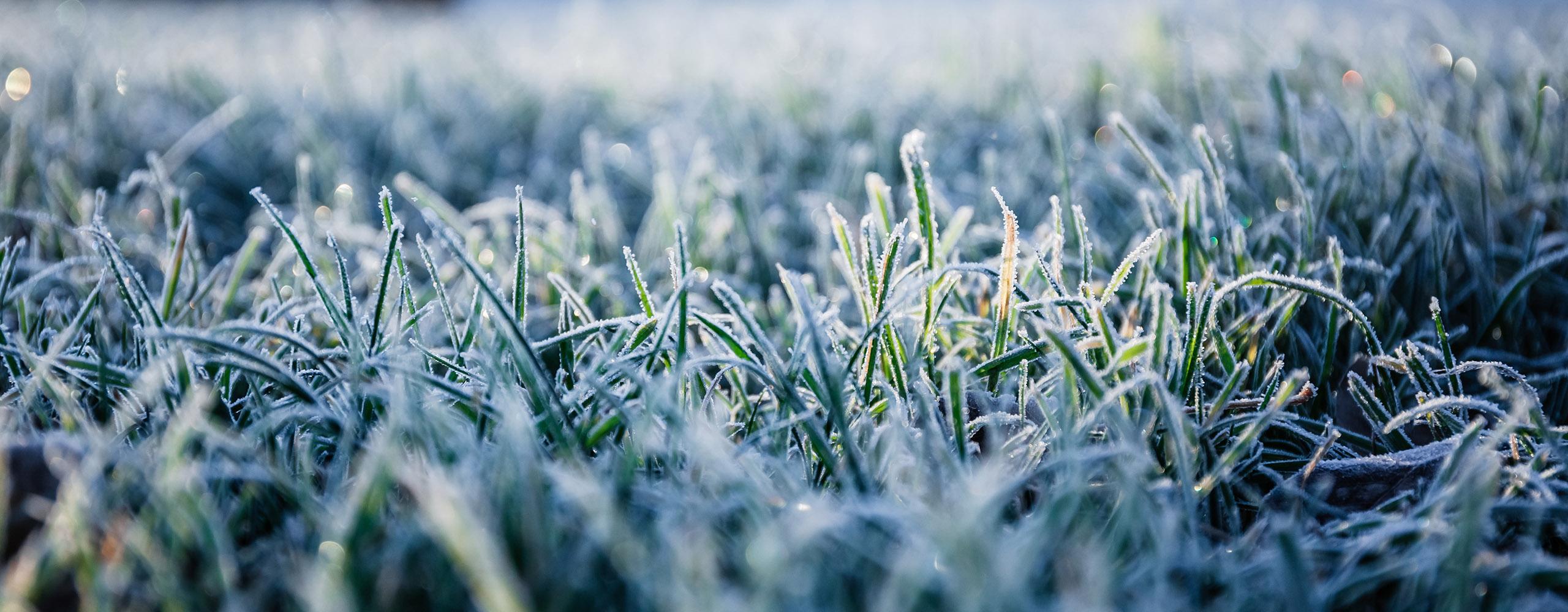 Rasenmähen im Winter Was du wissen solltest