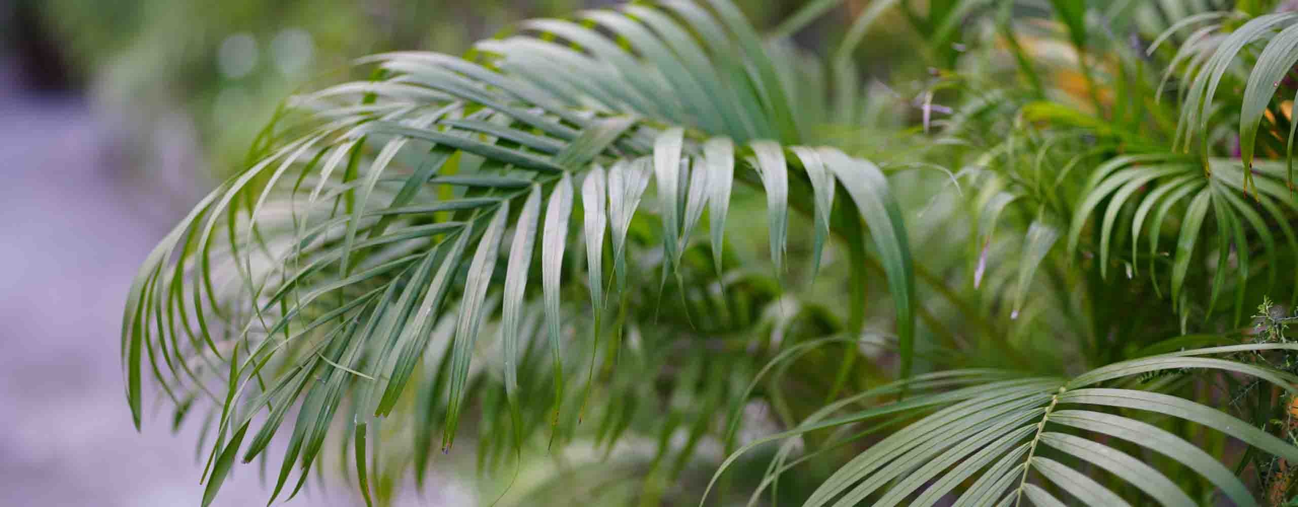 Winterharte Palmen – frostsichere Palmen für den Garten