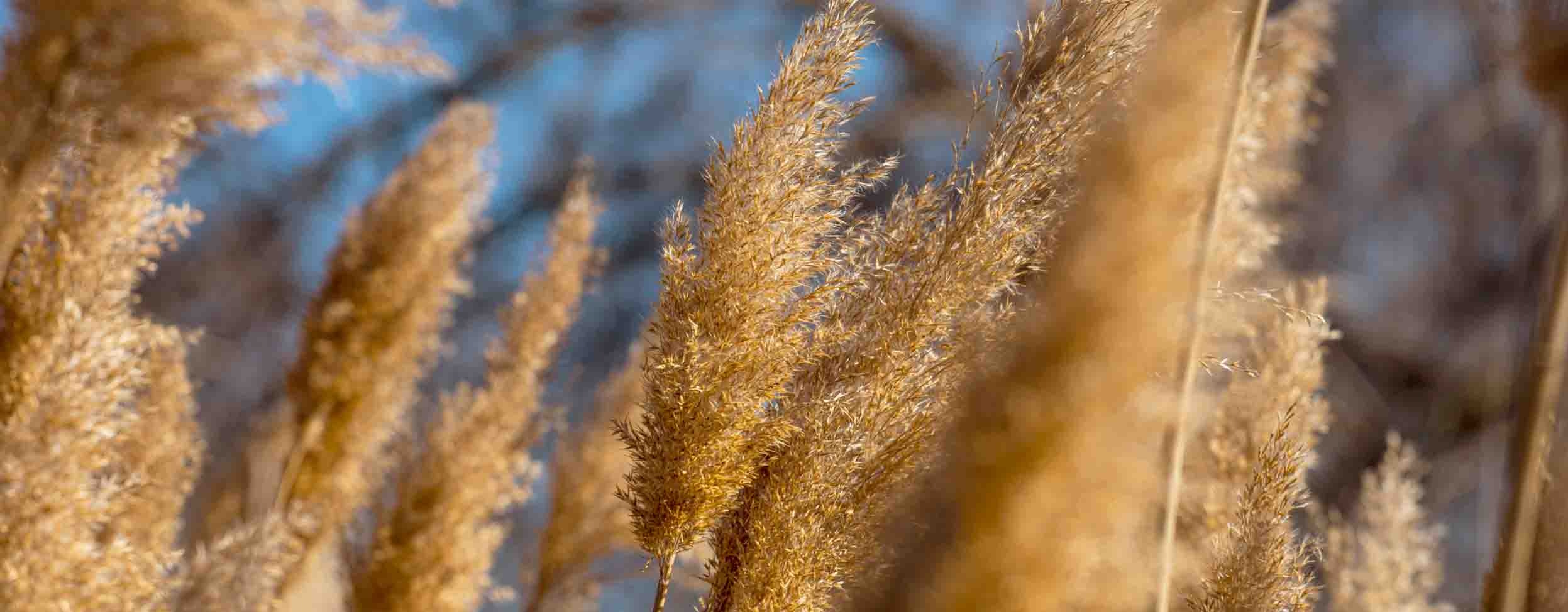 Alles über Pampasgras Pflege und Tipps für deinen Garten